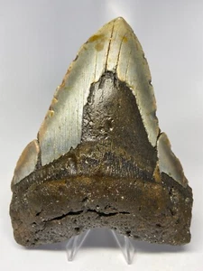 Megalodon Shark Tooth 6.00 inch - Monster - Real Fossil - Natural - Rare 5129 - Picture 1 of 8