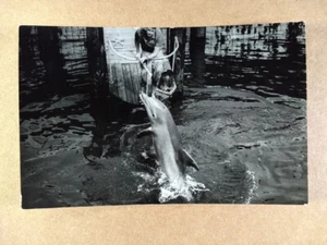 Mann füttert Delfin RPPC Foto Vintage Postkarte - Bild 1 von 2