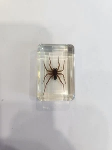 Ghost Spider In Resin - Picture 1 of 3