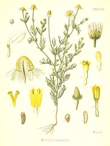 Matricaria Chamomilla Deutsche Kamille Zeichnung, Vintage Botanische Illustration - Bild 1 von 6