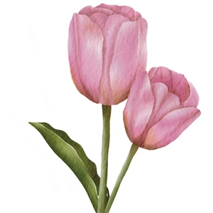 Pegatinas coche pegatinas tulipanes flores jardín naturaleza pegatinas - Imagen 1 de 1