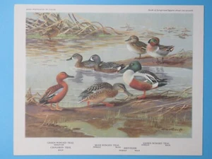 Pala original 1960 con estampado de pájaros azul azulado, canela 6-1/2"x8-1/2" - Imagen 1 de 2