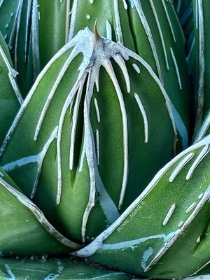Agave ‘Glacier’ Supreme Victoria Reginae Selection!! - Deep Linear Ridged!!! - Image 1 of 4