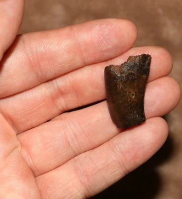 Tyrannosaurus Rex Tooth - Dinosaur Fossil Hell Creek Formation GREAT SERRATIONS - Image 1 of 4