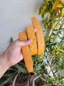 Men's belt, Genuine Ostrich Leg Leather Skin belt, Ostrich Tan belt, Handmade - Picture 1 of 15