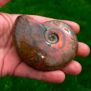 9,5cm rot Opalisierender Cleoniceras Amolith Opal Ammonit Feueropal Ammoniten C - Bild 1 von 10