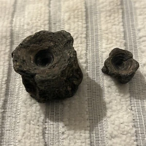 Bony Fish Vertebrae Fossils X2 From London Clay Deposits Paleocene - Eocene - Picture 1 of 17