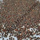 Broccoli Seeds Sprouting Untreated Non-Gmo 25G, 50G, 100G, 200G Quantity