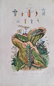 Saltamontes insectos grabado en acero coloreado a mano 1839 Guerin - Imagen 1 de 3
