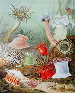 SEA ANEMONES Vintage Illustration Fine Art Giclee High Res 8x10 Print - Picture 1 of 2