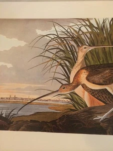 Longbilled Curlew Audubon Bird Print Picture Poster Plate 159 - Picture 1 of 6