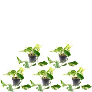 5er-Set Efeutute - Epipremnum aureum - Höhe ca. 15 cm, Topf-Ø 12 cm - Bild 1 von 1