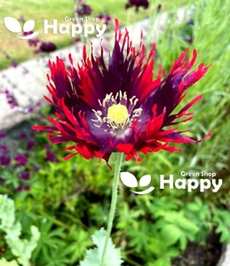 POPPY PEONY DRAMA QUEEN - 500 SEEDS - Papaver Paeoniflorum - HUGE DOUBLE FLOWER - Picture 1 of 3