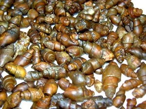 Gastropod fossils chalcedony quartz replacement Jurassic 1/4 pound 35 plus piece - Picture 1 of 4