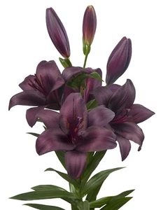 3 x LILIUM Shelby - Oriental Hybrid Lily - Hardy Perennial Garden Plant BULBS - Picture 1 of 2