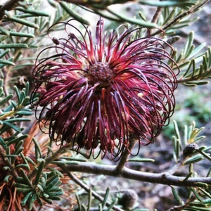 Violet Banksia (Banksia Violacea) 10 Fresh Seeds - Picture 1 of 3