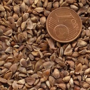 LARIX DECIDUA LARICE EUROPEO LARCH 20 SEMI SEMI BONSAI SEEDS - Foto 1 di 1