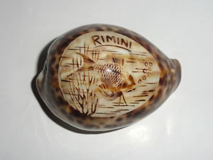 CONCHIGLIA CYPRAEA MAURITIA MAURITIANA TIGRIS  VINTAGE DA COLLEZIONE souvenir - Foto 1 di 7