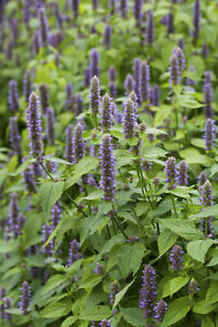 500 Korean Mint Seeds | Licorice Hyssop (A. rugosa) Medicinal Herb FREE SHIPPING
