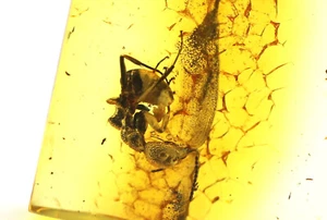 Pietra ambrata naturale del Baltico con incredibile inclusione di insetti BIG ANT 2,22 grammi - Foto 1 di 9