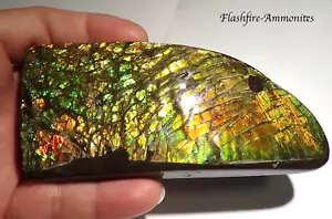 1500 Carat! Riesen Sammler Ammolite /Drachenschuppe Grün-Golden-Orange + VIDEO - Bild 1 von 6