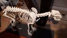 Hudeskelett Dogge aus echten Tierknochen H&#246;he 61 cm, l&#228;nge 98 cm, guter Zustand