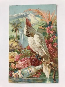 Trade Card Murray & Lanmans Florida Water  Macaw￼ - Picture 1 of 2