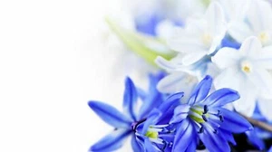 Flores Blancas Azules, Calidad de Lona Impresión Arte de Pared Decoración del Hogar - Imagen 1 de 1
