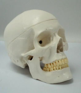 Human Skull Schädel 3-tlg. Anatomie Modell Lehrmittel Medizin Skelett Unterricht