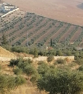 Extra Virgin Olive Oil 16 kg Tin First Cold Pressed Season 2024-2025 Made Jordan - Picture 1 of 10
