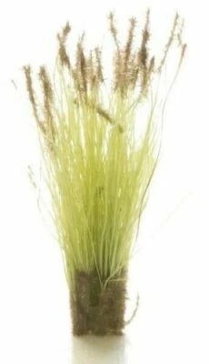 Woodland Scenics ~ Peel 'n' Place Tufts ~ Brown Tipped Prairie Grass (20) FS779 - Image 1 of 3