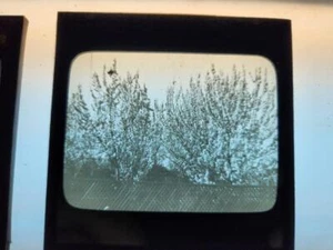 Magic Lantern Slide Late 1800's early 1900's Trellised trees - Picture 1 of 1
