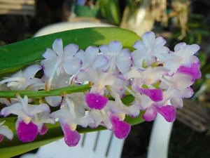 Rhynchostylis coelestis Pink Bloom size 3" basket RARE SPECIES 2 PLANTS - Picture 1 of 3