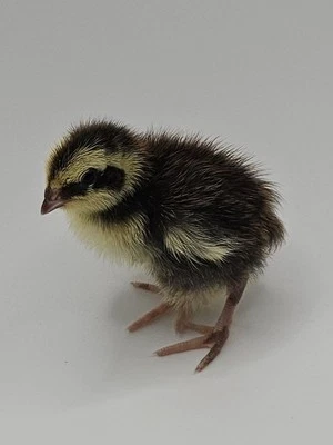 36 huevos para incubar codorniz Celadon Coturnix Foto 1 de 4