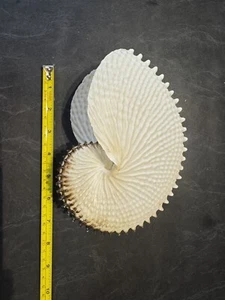 Paper Nautilus Shell - Picture 1 of 4