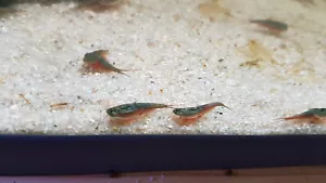 Triops Australiensis grün Urzeitkrebse mit ca. 50 Eier inkl. Futter - Bild 1 von 4