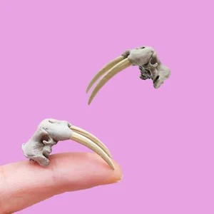 Walrus Skull Replica- 1:24 Scale replica diorama dollhouse curio (1 skull) - Picture 1 of 2