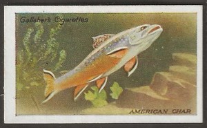 GALLAHER-THE ZOO AQUARIUM 1924-#067- AMERICAN CHAR 