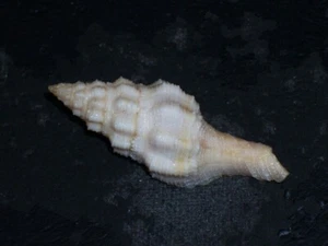 LATIRUS DEYNZERORUM ALBINO - Imagen 1 de 2