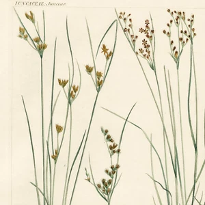 1834 REICHBACH FLORA incisione colorata a mano, JUNCAS (Rushes) - Foto 1 di 6