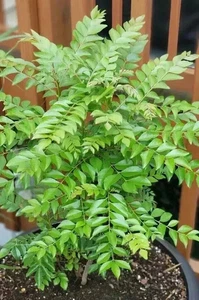 New Indian Curry Leaves Curry Leaf Plant Pure Kadi Patta Murraya Seeds Dried - Picture 1 of 7