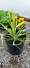 Yucca 'Golden Sword' - 5 years old Plant in 5 litre pot
