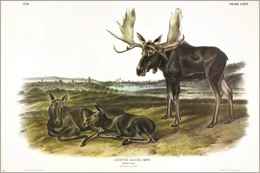 Póster artístico ilustración vintage Moose Deer de John James Audubon 20x30 Foto 1 de 1
