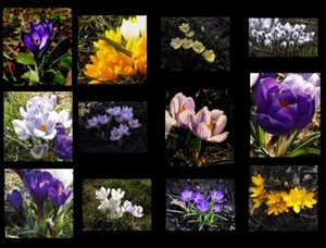 @//(◕‿◕)\\@ Crocus Krokus Prachtmischung ( 100 Blumenzwiebeln ) Liefertermin - Bild 1 von 1