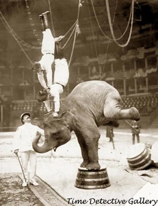 Zirkusdarsteller im Madison Square Garden - Historischer Fotodruck - Bild 1 von 1