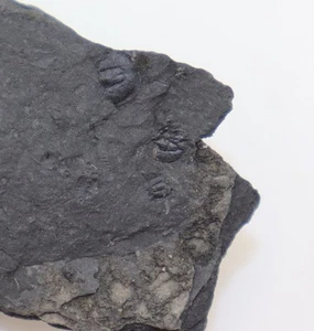 Trilobit, Goniagnostus nathorsti, Cambrium, Kreklinger, Konigsburg, Norvegia-L474 - Foto 1 di 4