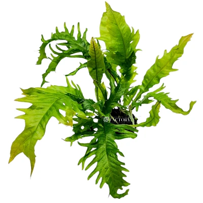 Java Fern Lionfish | Aquarium Plants Factory® - Image 1 of 2