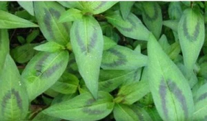 Vietnamese Mint - 4 x ROOTED cuttings or unroot cut - Edible Herbs for food cook - Picture 1 of 9