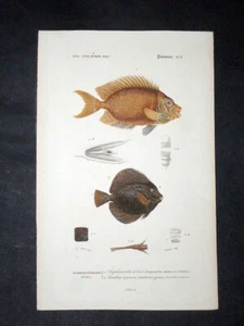 ORBIGNY - MAURITIAN TANG FISH - Teller 11. Original Lithographie - gedruckt 1849 - Bild 1 von 1