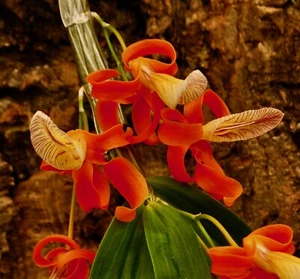 Dendrobium Species 'Perfect Flame' NUOVO rilegato orchidea orchidee - Foto 1 di 5